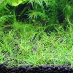 植栽から206日目　ヘアーグラスショート